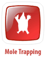 Mole Trapping